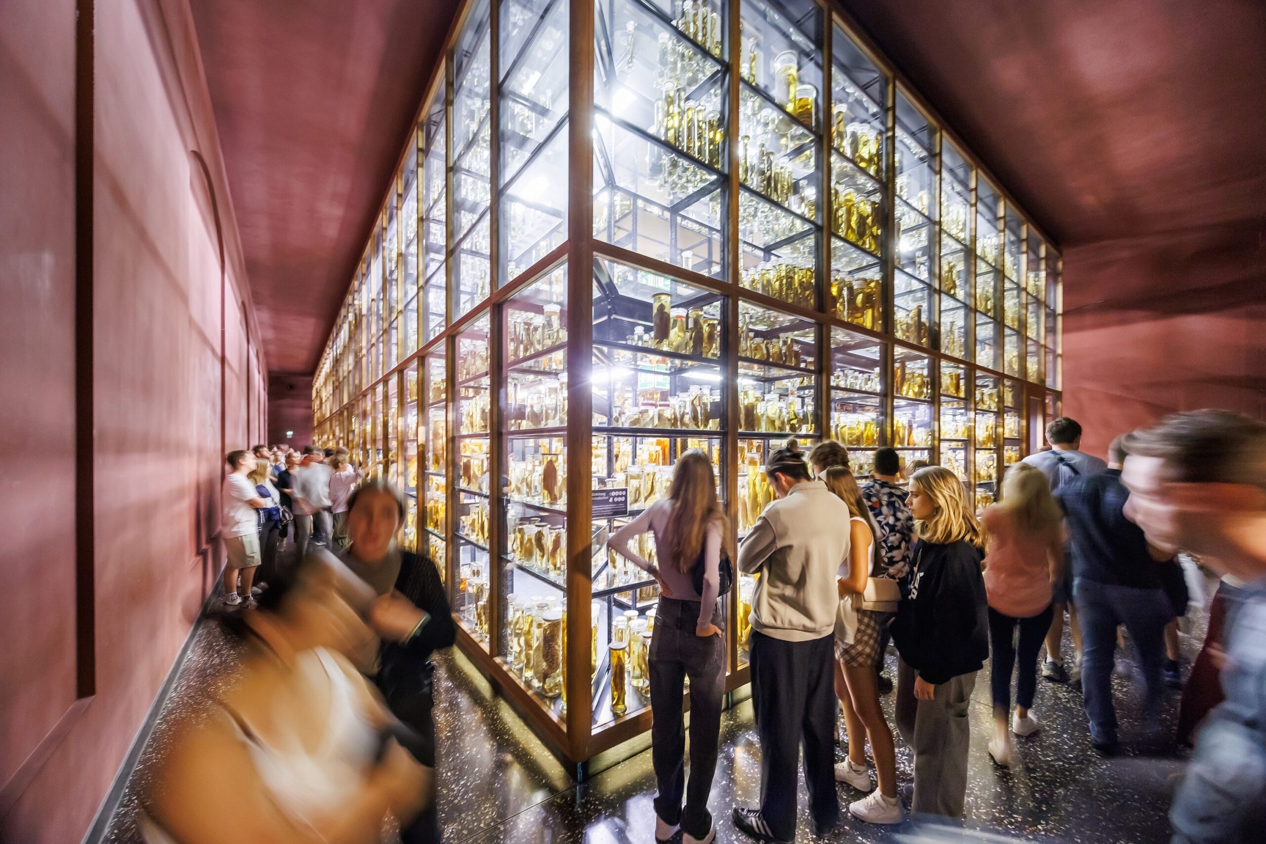 Werbebild des Deals DDW Museum für Naturkunde Berlin von Museum für Naturkunde Berlin